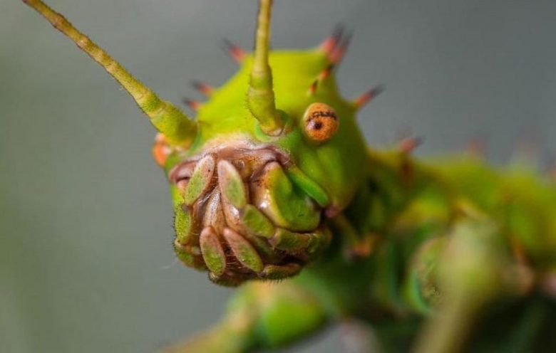 Head in detail