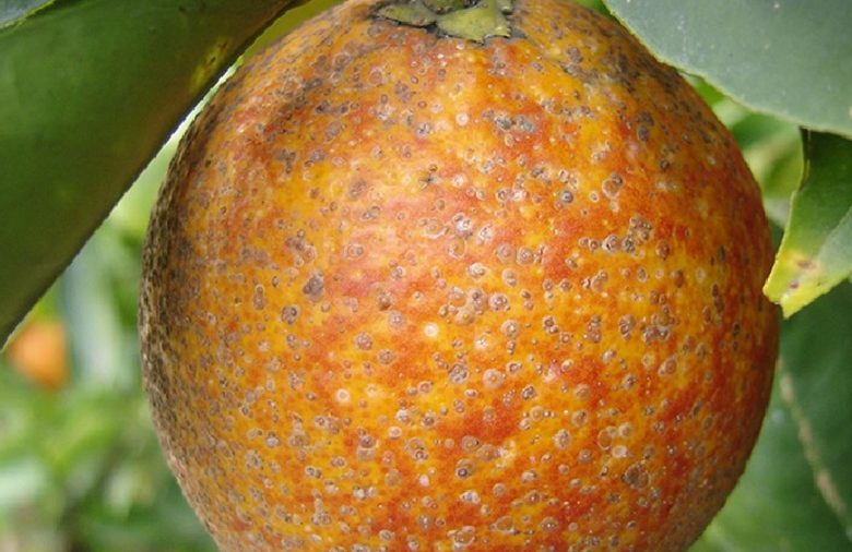 red cochineal