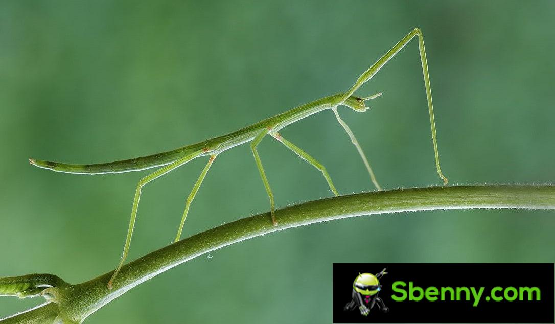 Stick insect. How to recognize it and raise it in a terrarium - Sbenny ...