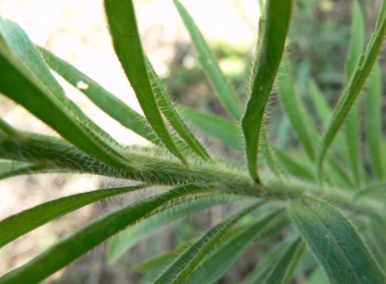 Leaves of erigero