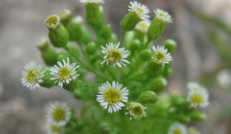 Erigero flowers