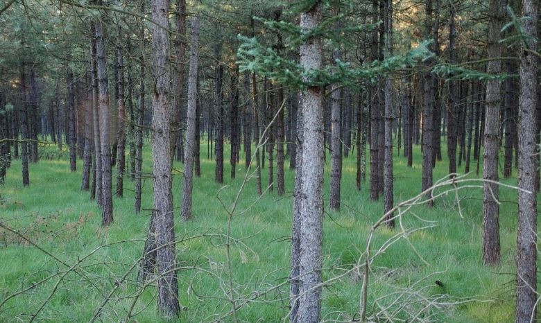Pine logs