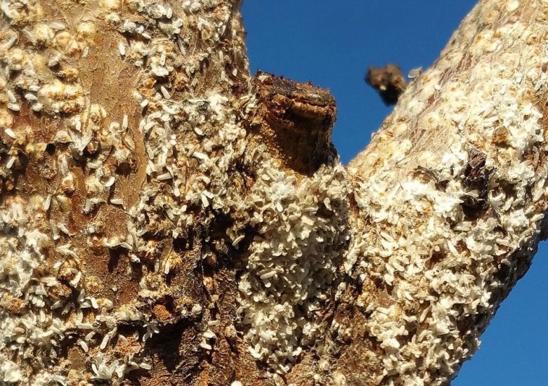 infestation of white peach and mulberry cochineal
