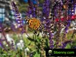 Live X90 Pro + camera samples