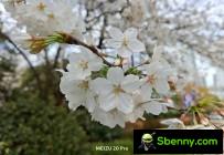 Examples of Meizu 20 Pro cameras