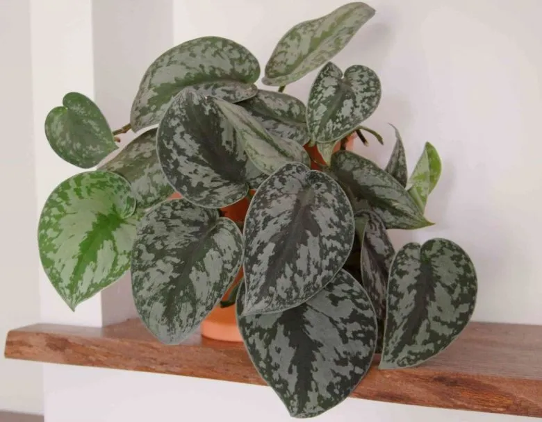 Scindapsus pictus Exotica