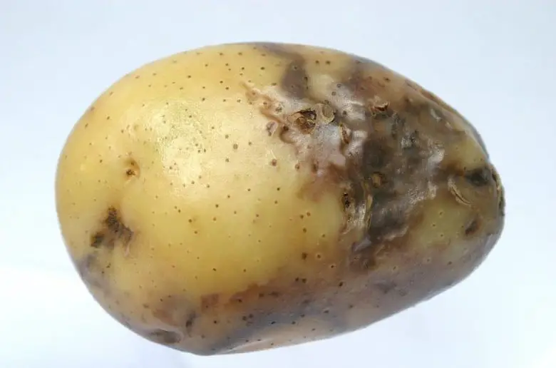 Downy mildew on potato