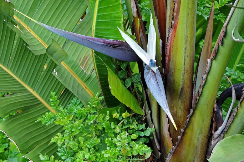 Strelitzia Nicolai