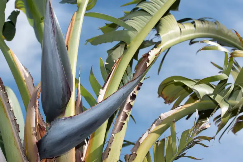 Strelitzia Nicolai