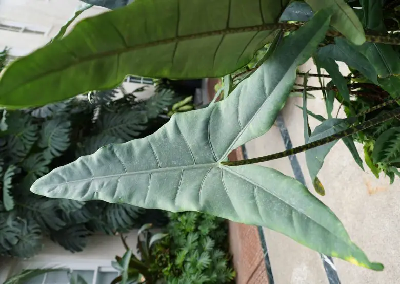 Leaves of Alocasia zebrina