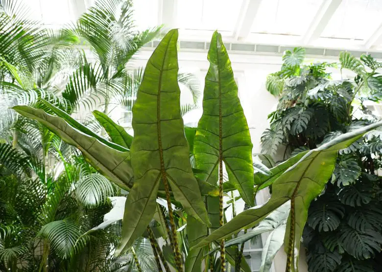 Plant elephant ears
