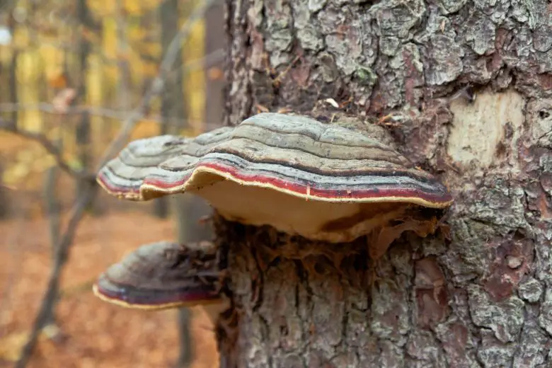 Wood decay fungus