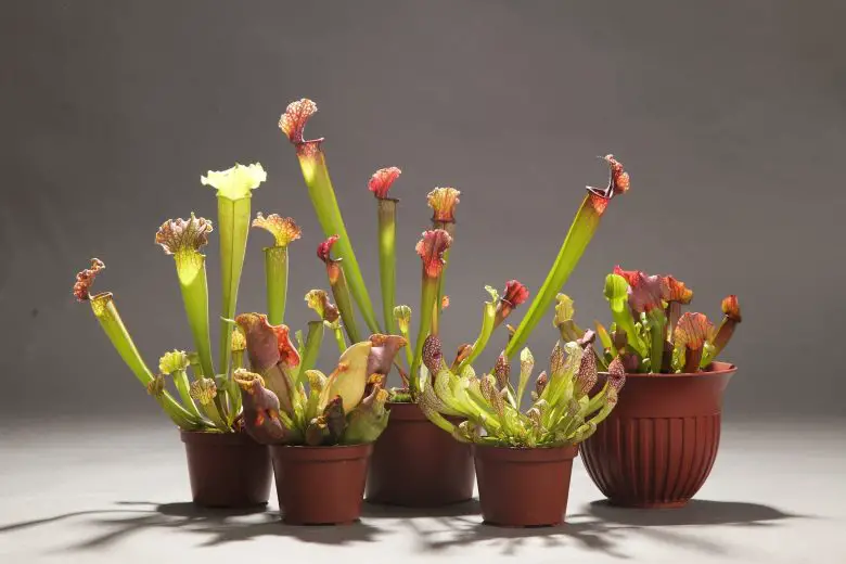 potted sarracenia