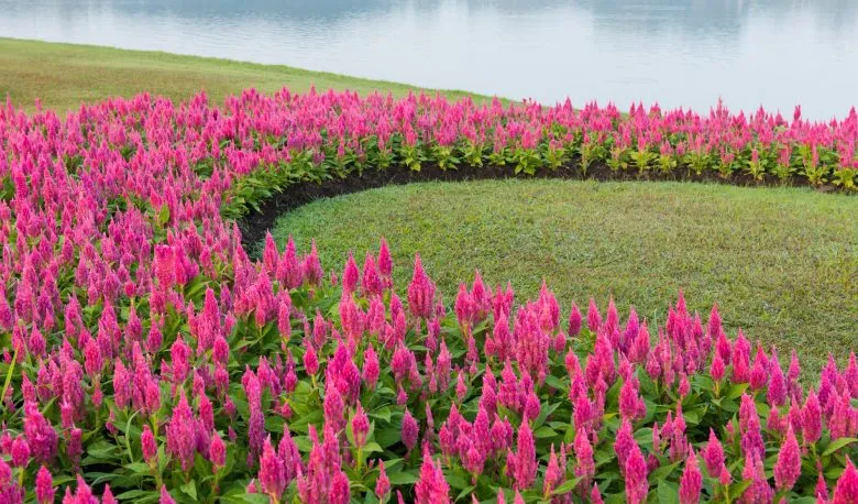 Venezuelan celosia in the garden