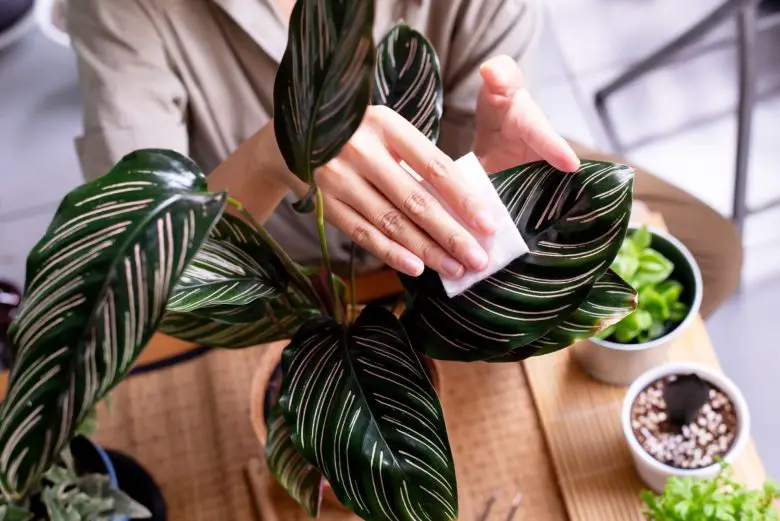 Calathea cleaning