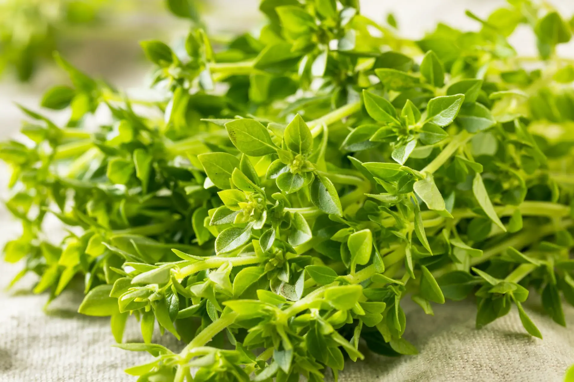 Freshly picked leaves