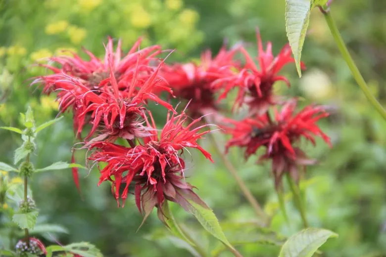 red flowers of Monarda didyma
