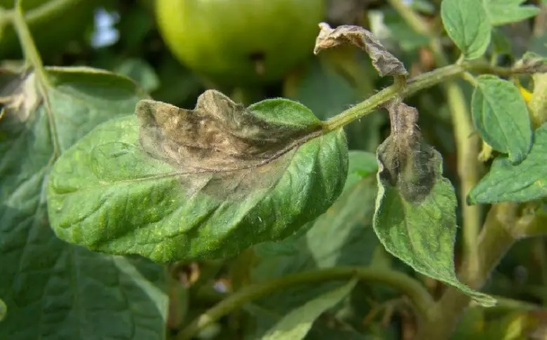 Black tomato leaf