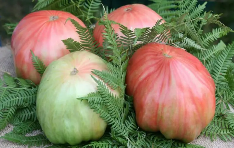 Pink giants