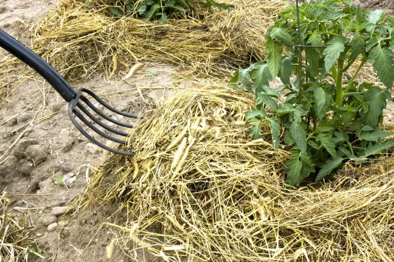 Mulch