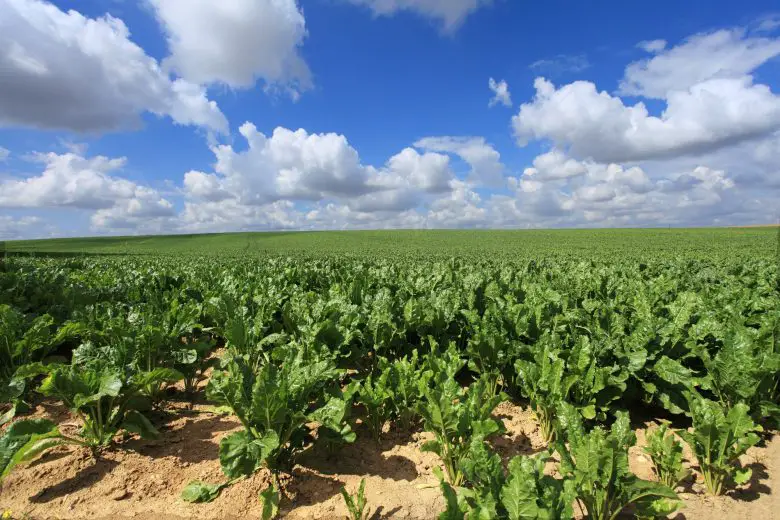 Beet field