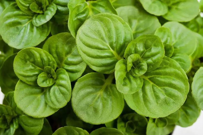 Glacial mint leaves