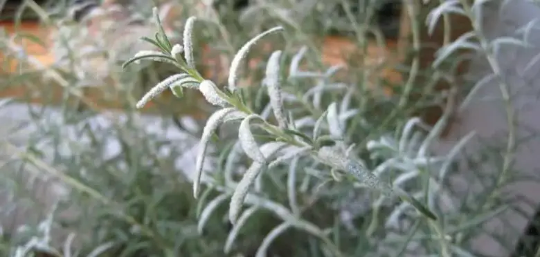 Powdery mildew patina on rosemary