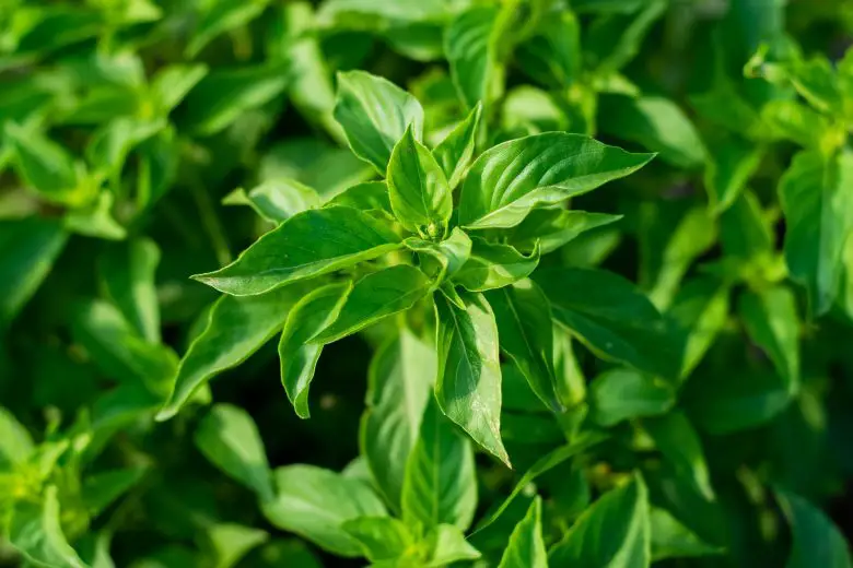 lemon basil
