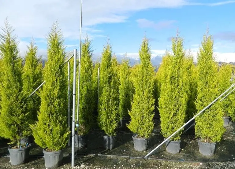 Goldcrest cypresses