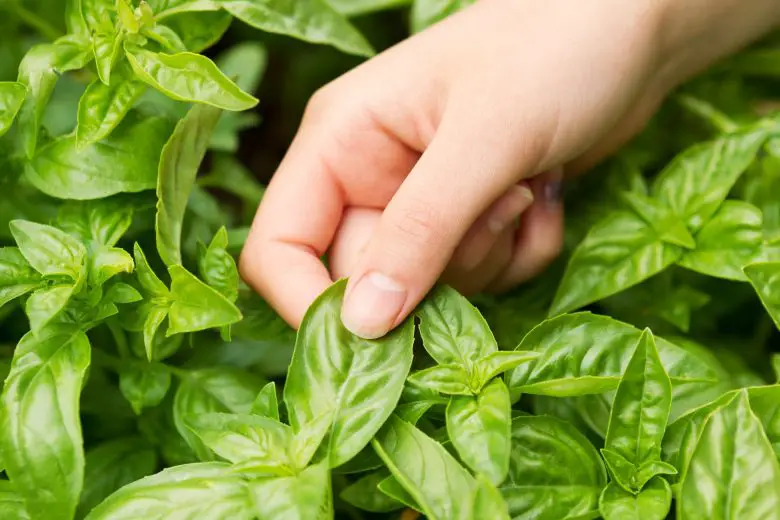 Basil harvest