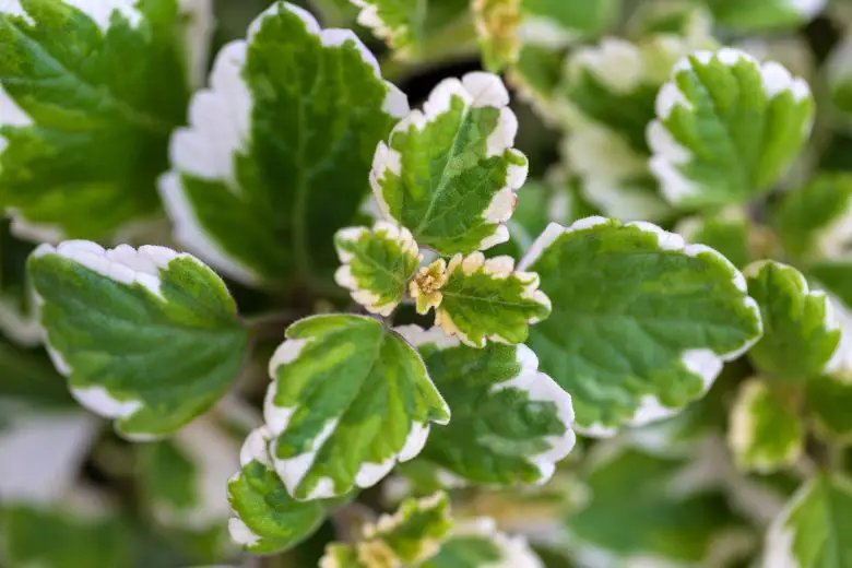 Mosquito repellent incense plant
