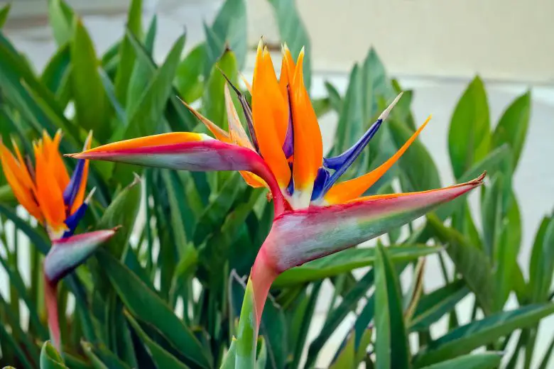 Strelitzia reginae