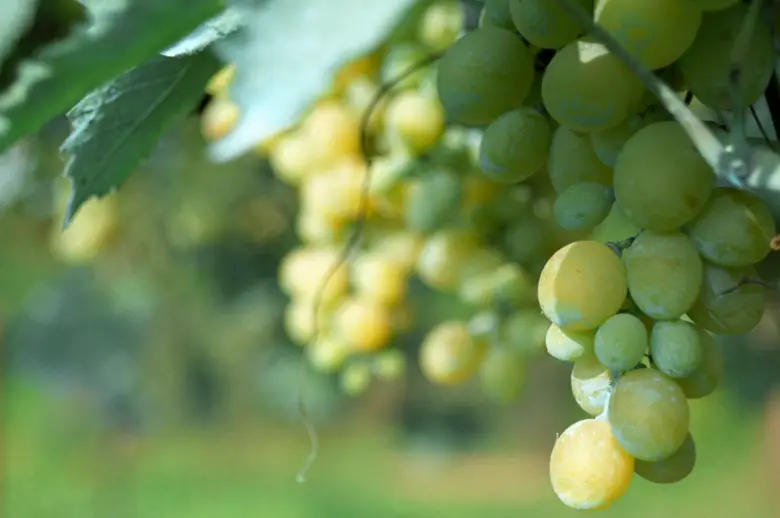 copper against fungal diseases