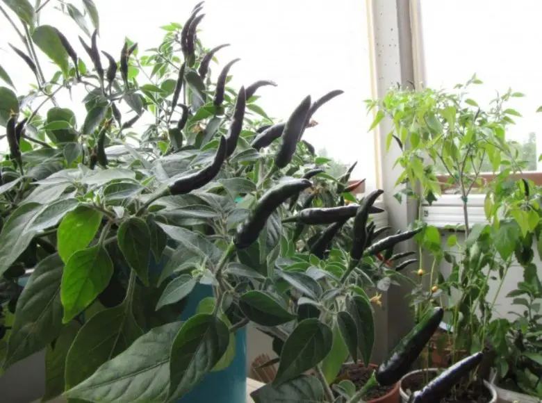 dark acrata chilies
