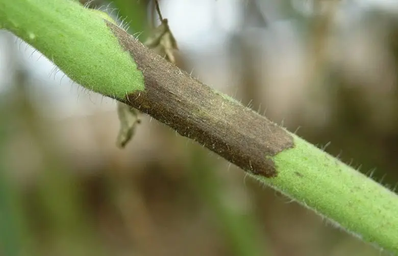 Black stem
