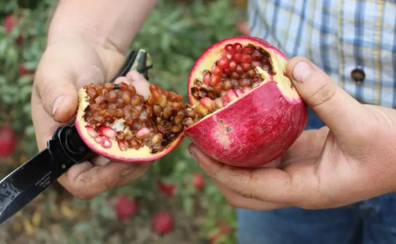 Black heart of the pomegranate