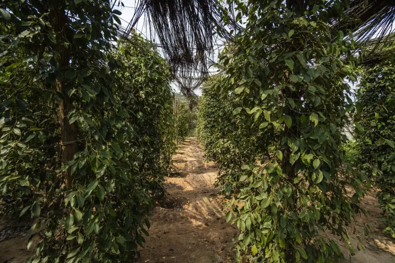 Cultivation of black pepper