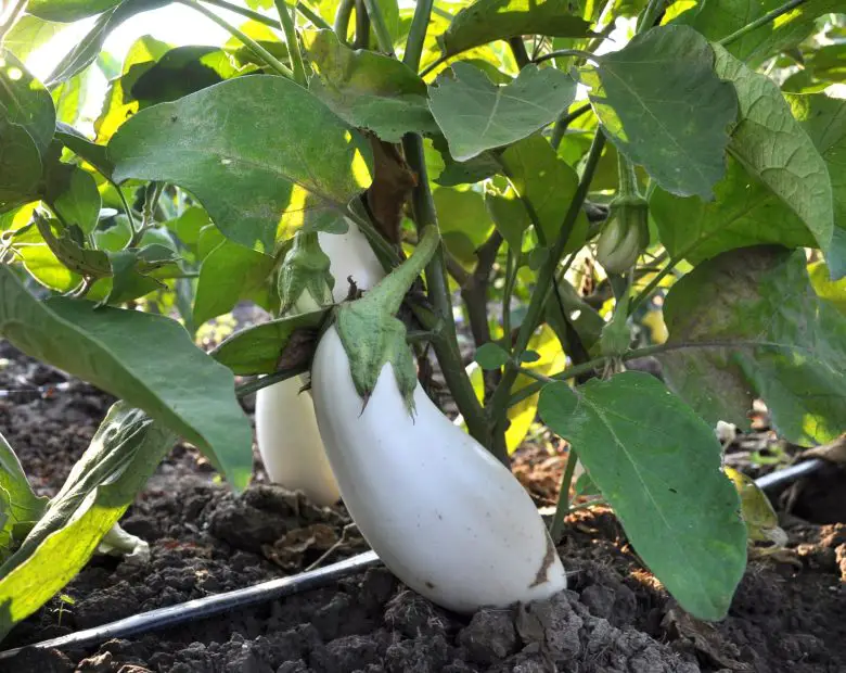 Eggplant plant