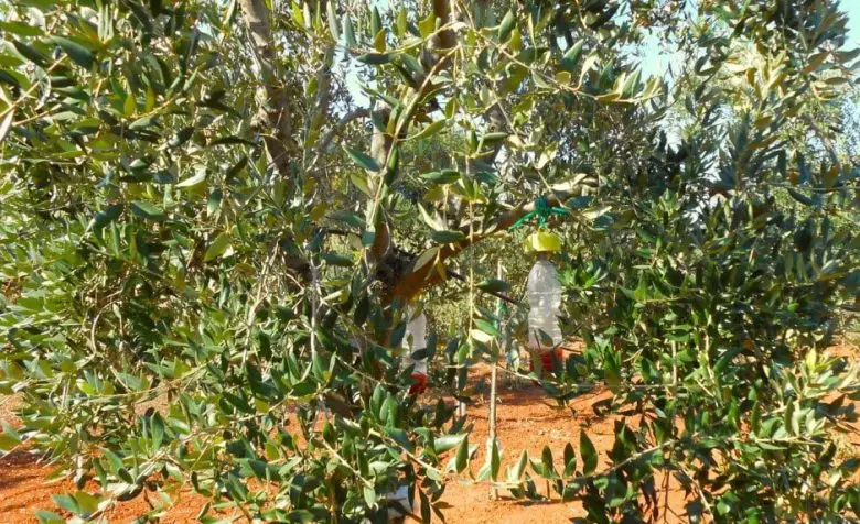 Olive fly traps
