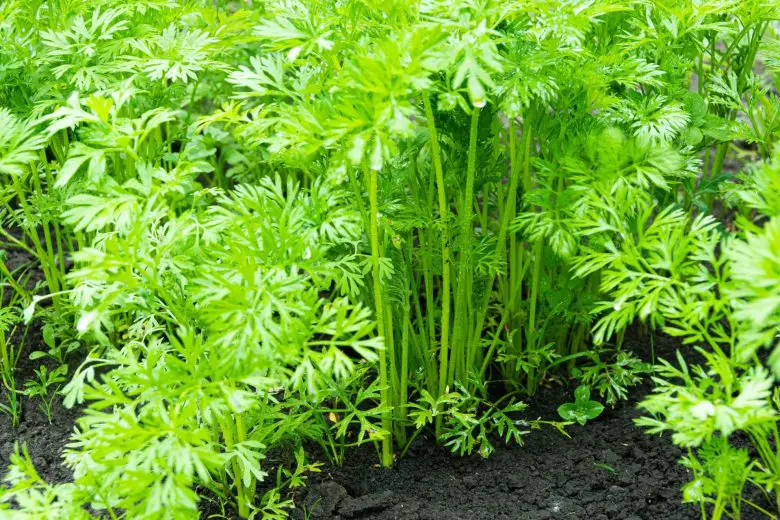 Carrot field