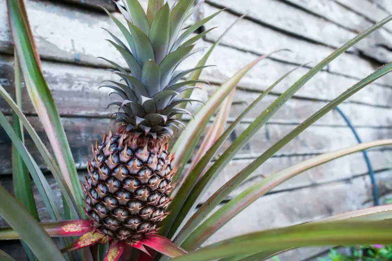 Comosus pineapple