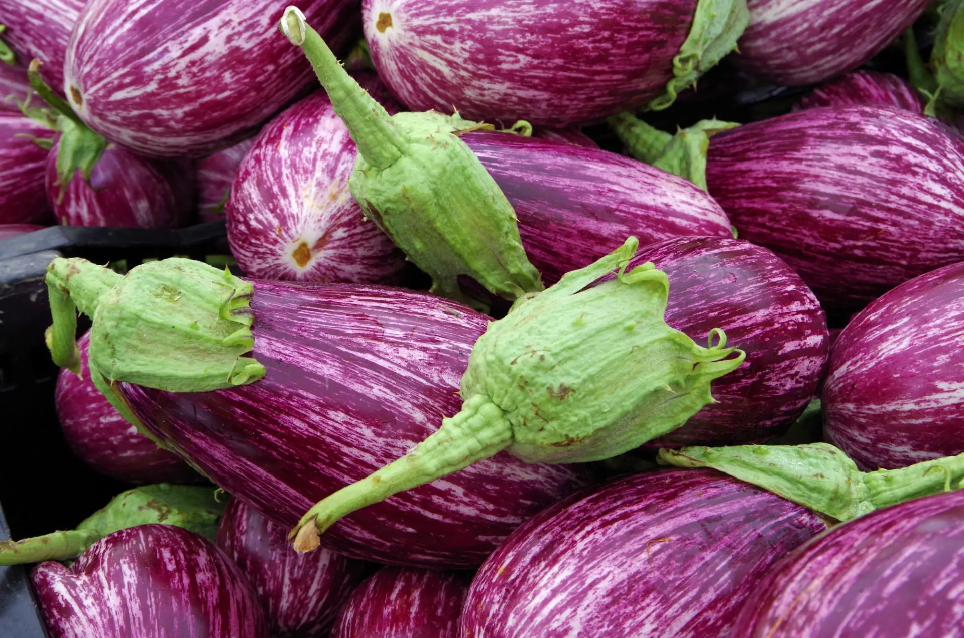 freshly picked aubergines