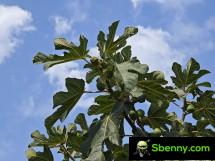 Xiaomi 13 Ultra using photography kit - f/1.8, ISO 64, 1/3111s - News 23 09 Xiaomi Photography Kit review review