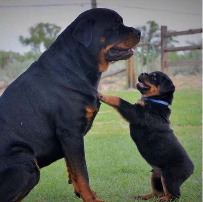 Rex and son Odie .jpg