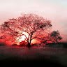 Wildfirestrm
