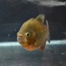 Piranhakeeper