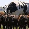 BigCowDaBest