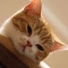meowkies