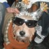Cholo86