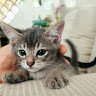 Adneen